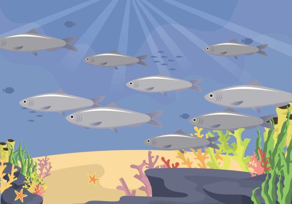 Сардины фон вектор