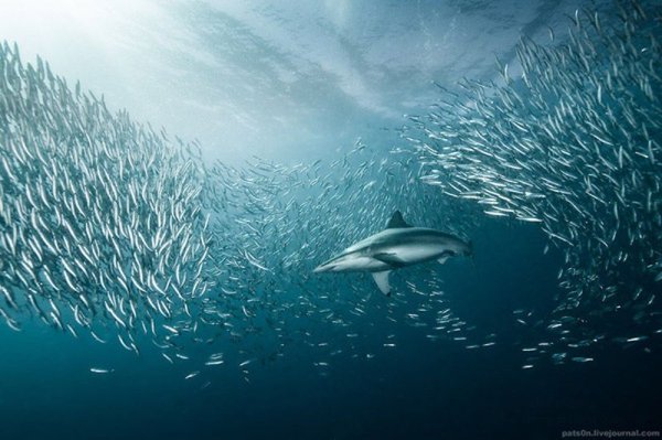 Ход сардин в ЮАР