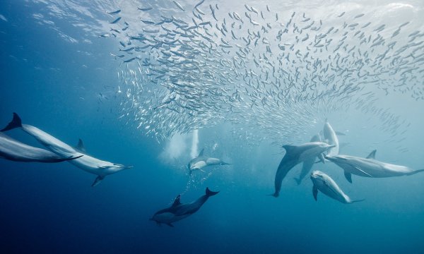 Косяк дельфинов