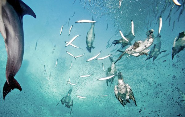 Олуши охотятся под водой