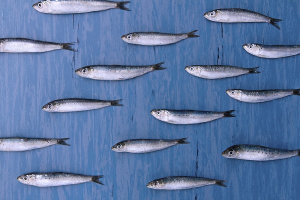 Сельдеобразные сардина