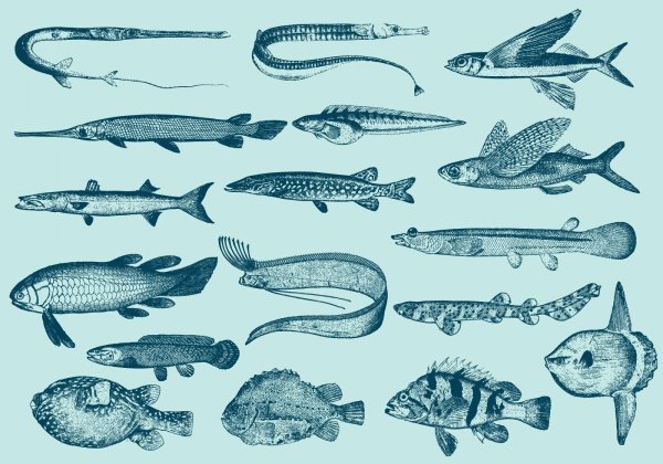 Морские рыбы вектор