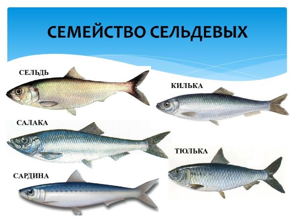 Семейство сельдевых сардинелла