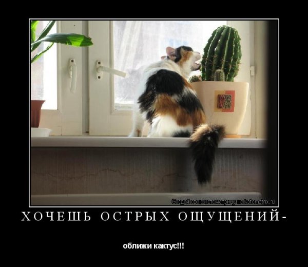 Любитель острых ощущений