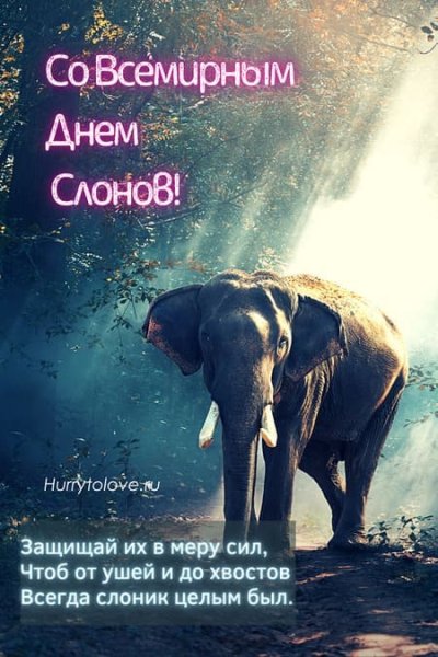 Всемирный день слонов картинки