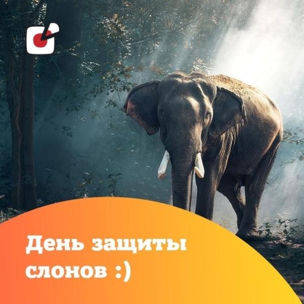 Всемирный день слонов