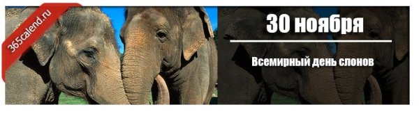 Всемирный день слонов «Слоноуин»