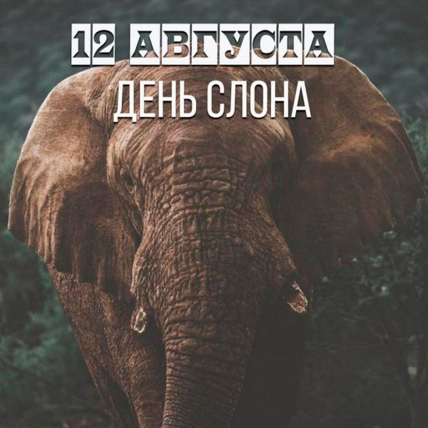 День слона 12 августа логотип
