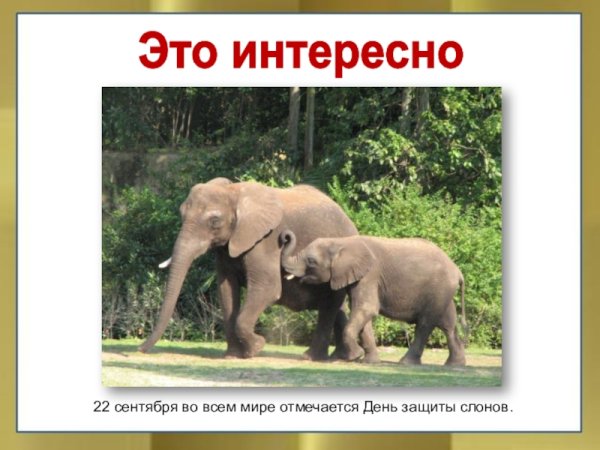 20 Июня Всемирный день защиты слонов