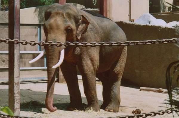 День защиты слонов 20 июня