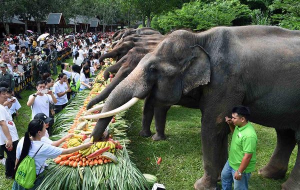 Праздник слонов