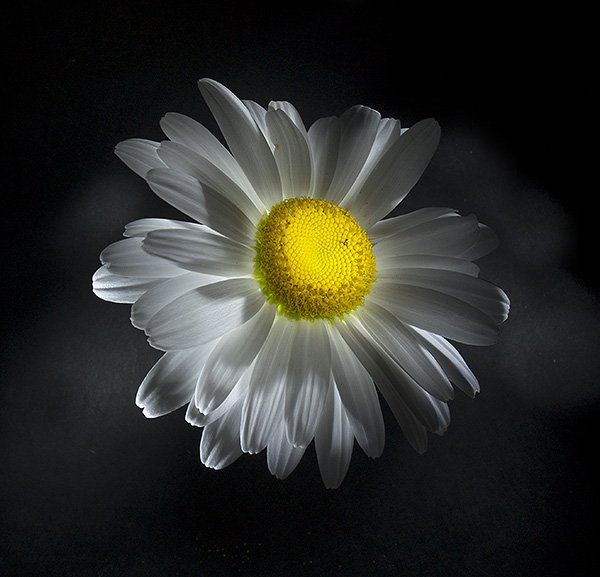 Ромашки арт