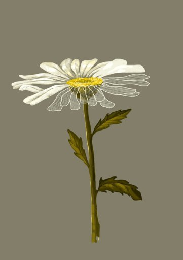 Ромашки арты