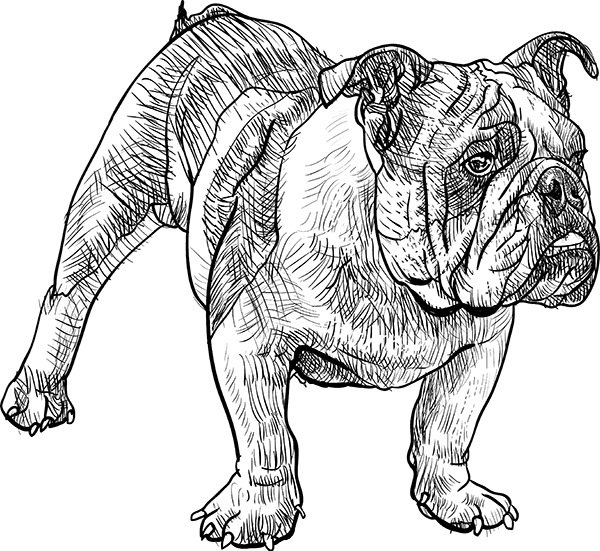 Бульдог Булька Лев Николаевич толстой