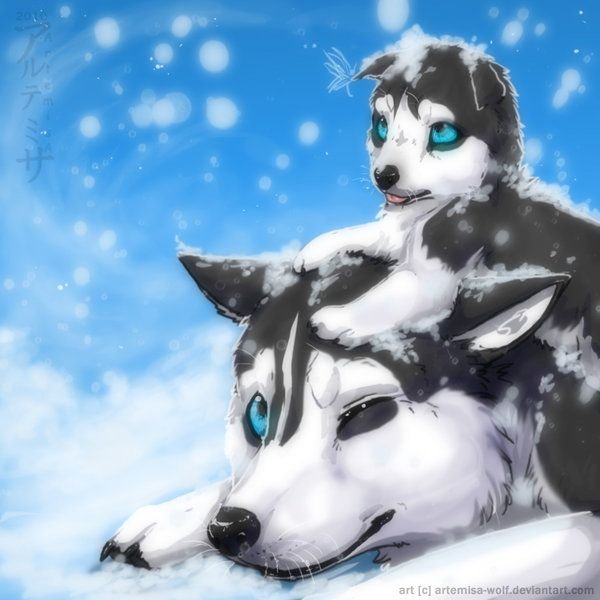 Сибирский хаски фурри