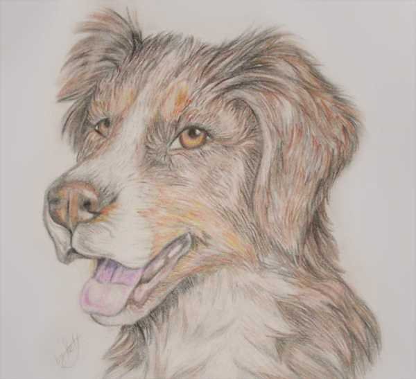 Рисование собаки карандашом