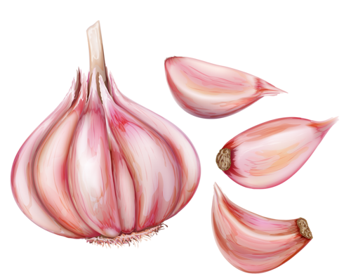 Зубчик чеснока