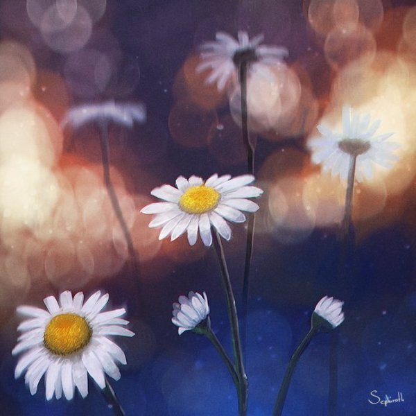 Ромашки арт