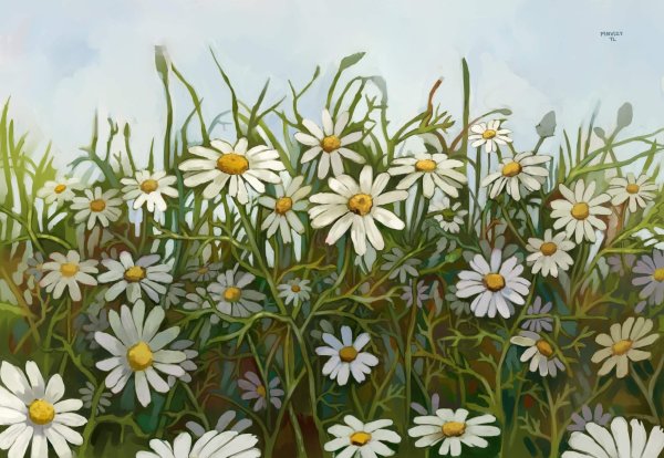 Ромашка Ларсон Голландия