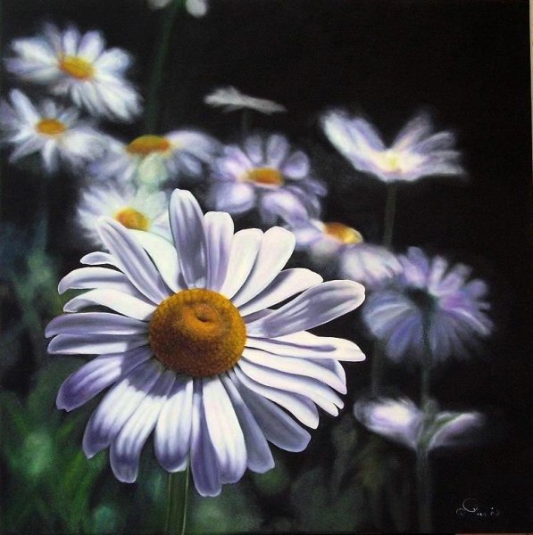 Ромашки в лунном свете