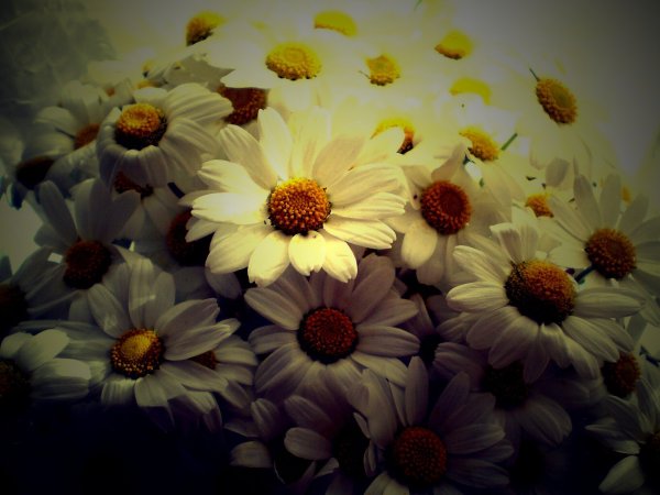 Ромашки арт