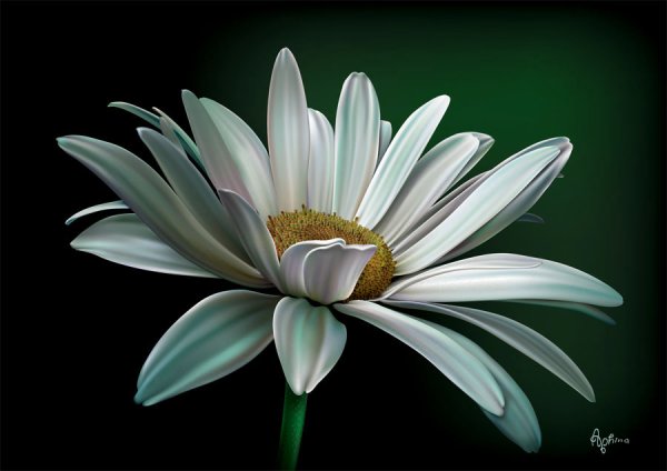 Стилизованные ромашки