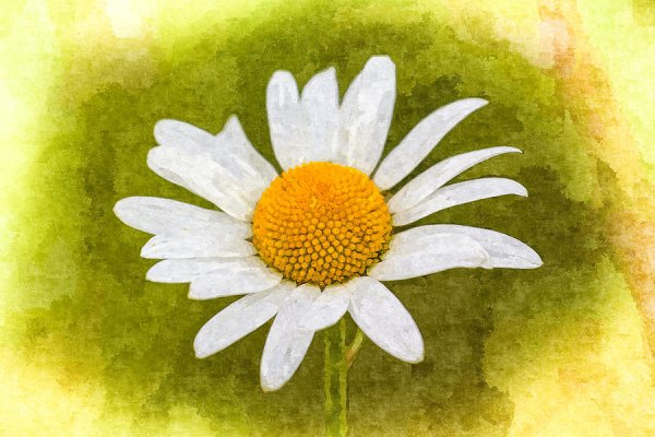 Цветы арт ромашки