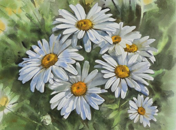 Акварель ромашки