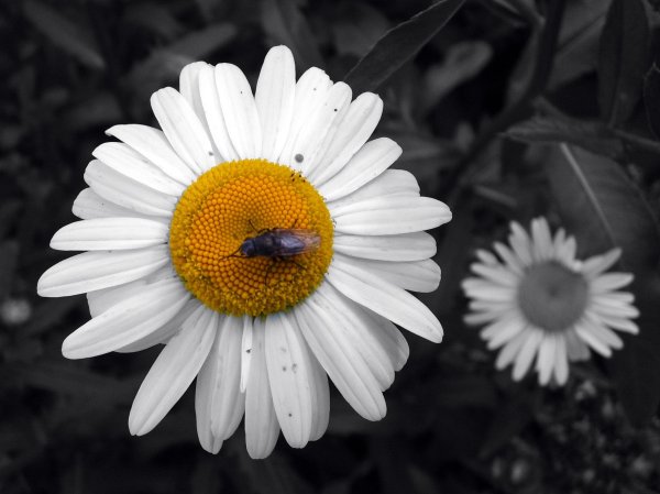 Ромашки искусство