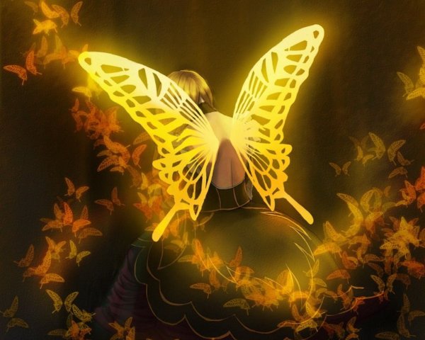 Бабочки волшебство