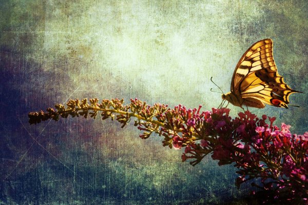 Бабочка арт