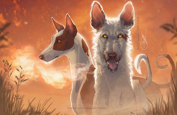 Кошка и собака арт