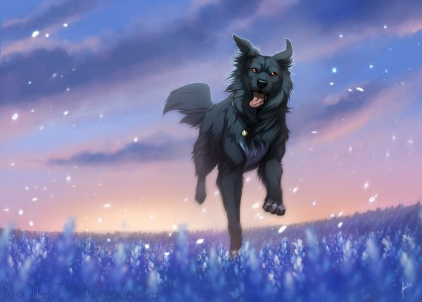 Сириус Блэк черный пес арт