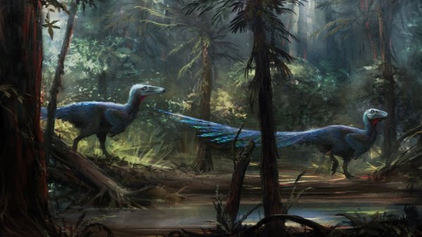 Каудиптерикс Дикси