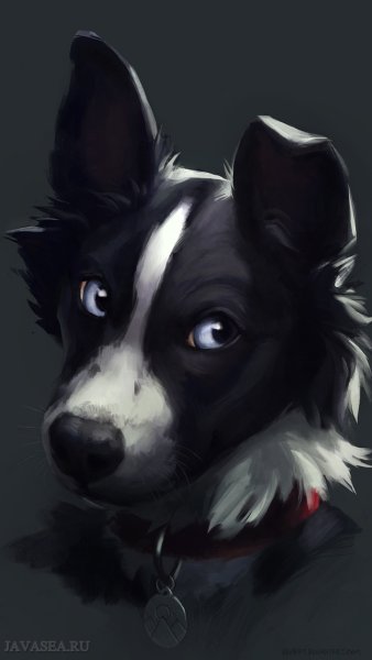 Бордер колли аниме