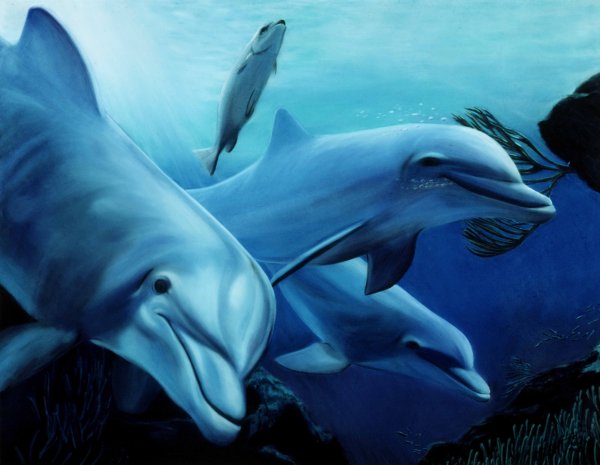 Дельфины фэнтези