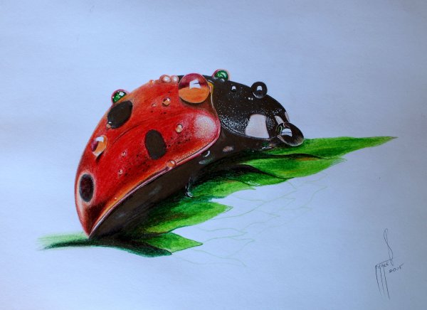 Божья коровка рисунок