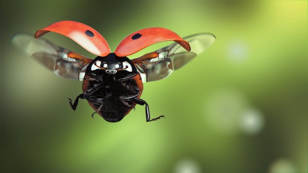 Ladybird Божья коровка