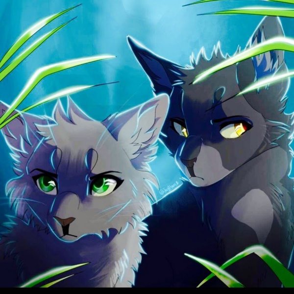 Коты Воители Warriors Cats