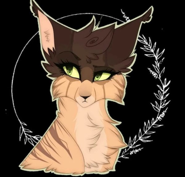 Коты Воители Amino