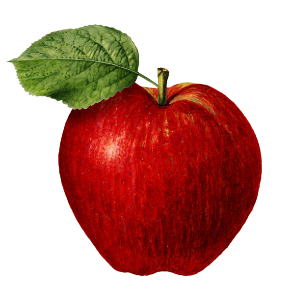 Яблоко красное референс