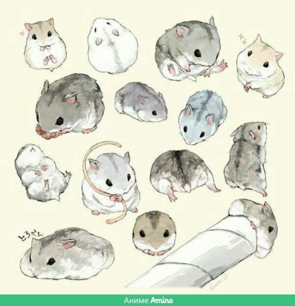 Джунгарский хомяк референс