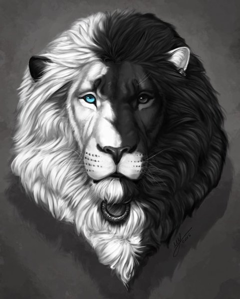 Лев на черном фоне картинки