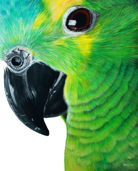 Попугай арт