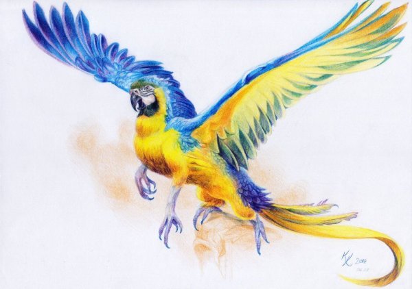 Тотем попугай