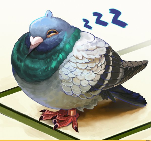 Голубь арты