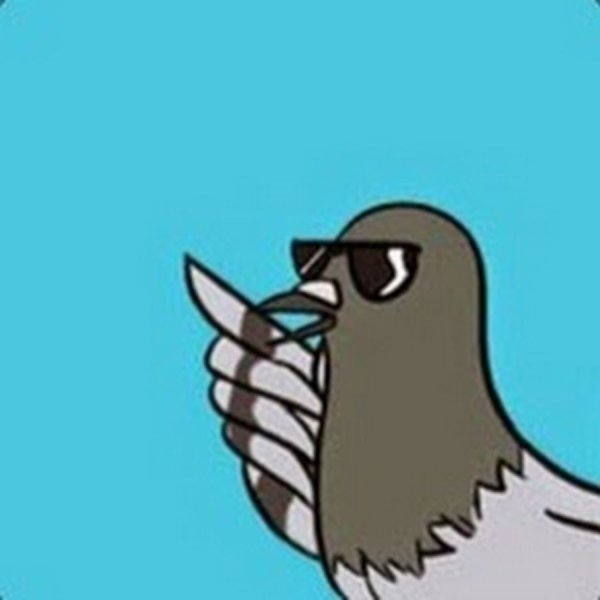 Крутой голубь