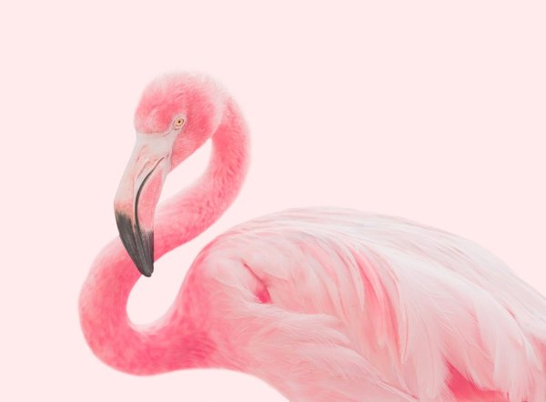 Эмма Фламинго