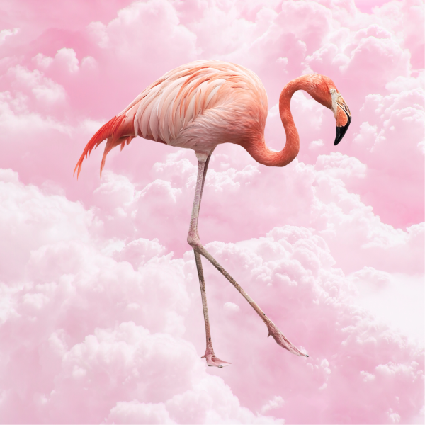 Аллан Скотт Фламинго