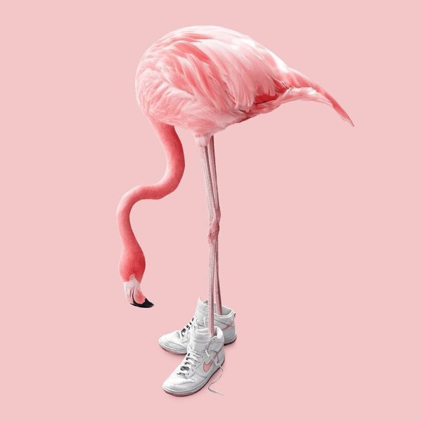 Прикольный Фламинго